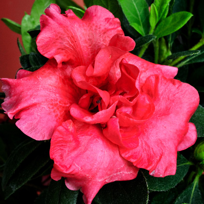 Red Magnificence Reblooming Azalea