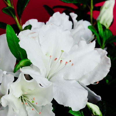 White Nobility Reblooming Azalea 3-5G