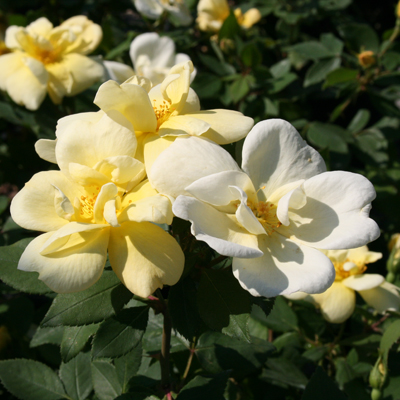 Sunny Knock Out Rose 2G