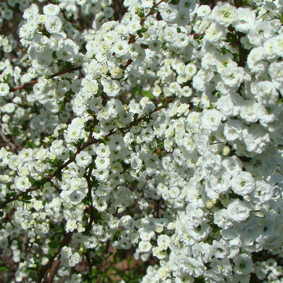 SPIREA, DOUBLE BRIDAL WREATH 5 GAL