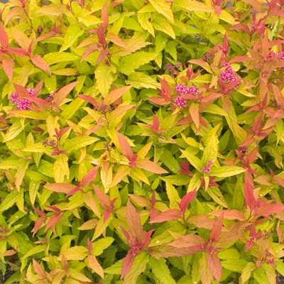 SPIREA, DOUBLE PLAY GOLD 2 GAL