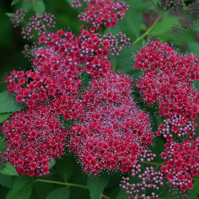 SPIREA, DOUBLE PLAY RED 3-5 GAL