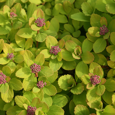 SPIREA, GLOW GIRL 2 GALLON