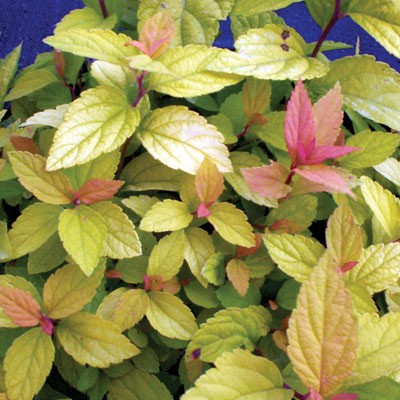 Goldmound Spirea 2G