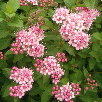 SPIREA, LITTLE PRINCESS 3-5 GAL