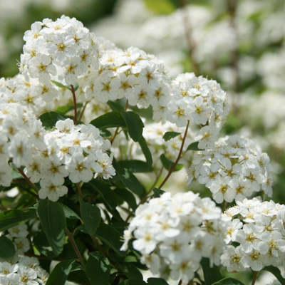 SPIREA, RENAISSANCE 3-5 GALLON