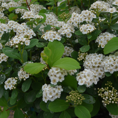 SPIREA, WHITE FROST BIRCHLEAF 2 GAL