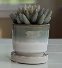 Petite Planters with Saucers 3" x 3" (Sold Separately)