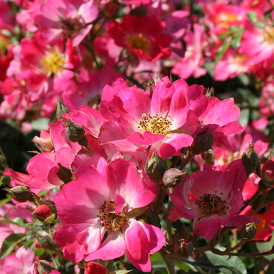 Pink Drift® Rose – Drift Roses | Suburban Lawn & Garden