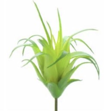 PICK, LIGHT GREEN HARRISII 2.25"