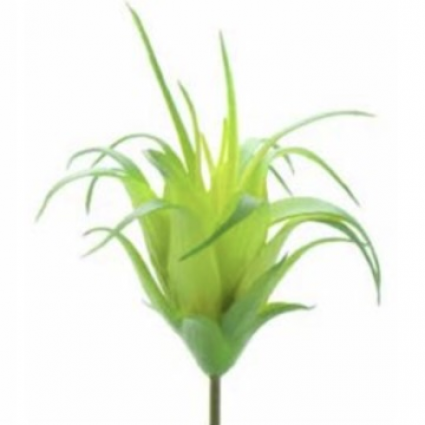 PICK, LIGHT GREEN HARRISII 2.25"
