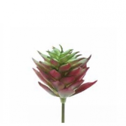 PICK, GREEN/RED ECHEVERIA 1.5"