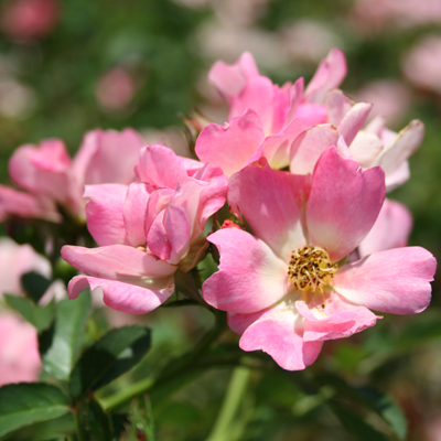 【Lancaster Rose】 ビクトリアンのティーサービス 3点 Lancaster Rose】 ビクトリアンのティーサービス 3点 - メルカリ