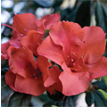 Autumns Embers Encore Azalea 3-5 gal