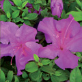 Encore Autumn Royalty Azalea 3-5G