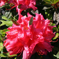 Encore Autumn Sundance Azalea