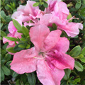 Blush Elegance Reblooming Azalea 3-5G