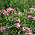 SPIREA, ANTHONY WATERER 3-5 GAL