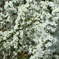 SPIREA, DOUBLE BRIDAL WREATH 5 GAL