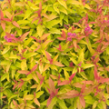 SPIREA, DOUBLE PLAY GOLD 2 GAL