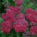 SPIREA, DOUBLE PLAY RED 3-5 GAL
