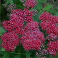 Double Play Red Spirea 3-5G