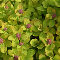 SPIREA, GLOW GIRL 2 GALLON