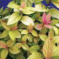 SPIREA, GOLDMOUND 2 GALLON