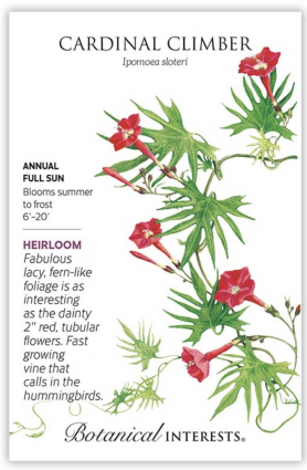 Cardinal Climber Seeds