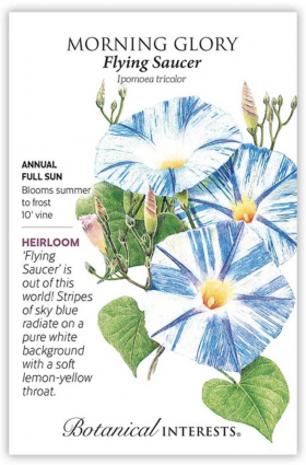 Flying Saucer Morning Glory Seeds