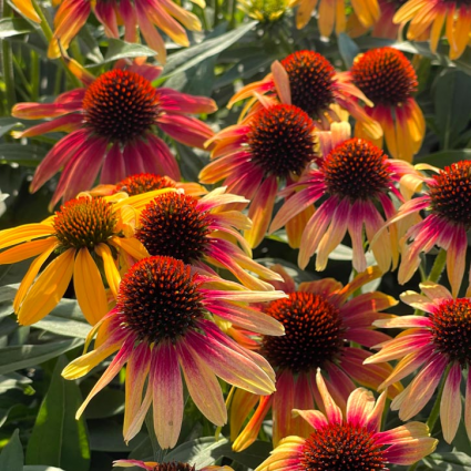 Tequila Sunrise Echinacea 1G
