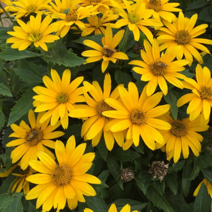 Tuscan Gold Rudbeckia  1G