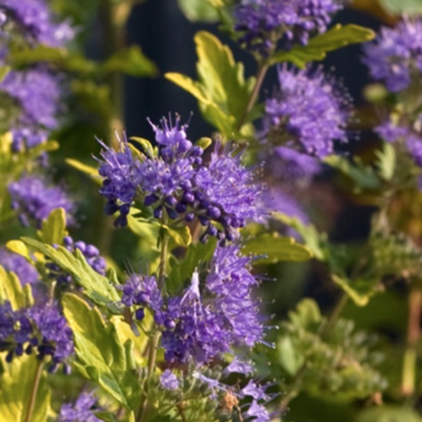 Proven Winners Sunshine Blue® Caryopteris 2G