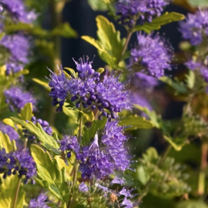 Proven Winners Sunshine Blue® Caryopteris 2G