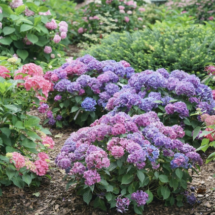 Proven Winners Let's Dance Lovable® Bigleaf Hydrangea 2G