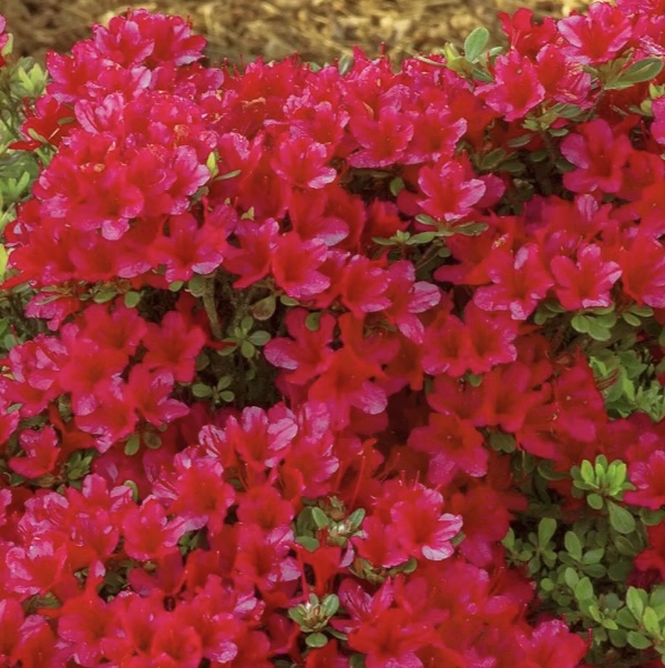 Hino Crimson Kurume Azalea 3-5G