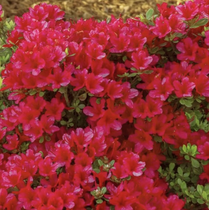 Hino Crimson Kurume Azalea 3-5G