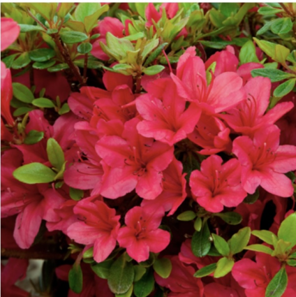 'Coral Bells' Kurume Azalea 3-5G