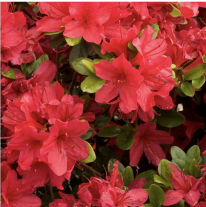 'Hinodegiri Kurume Azalea 1G