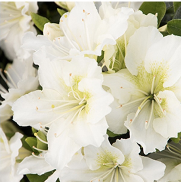 'Snow' Kurume Azalea 1G