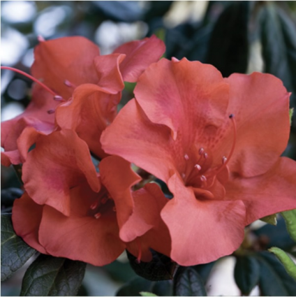 Encore Autumn Embers Azalea 8"