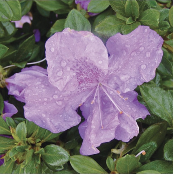Encore Autumn Lilac Azalea 3-5G