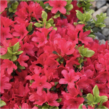 'Girard's Crimson' Azalea 3-5G