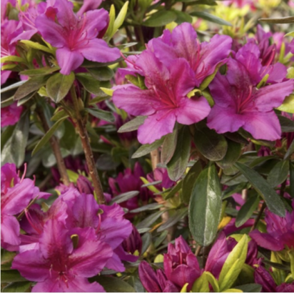 'Girard's Fuchsia' Azalea 1G