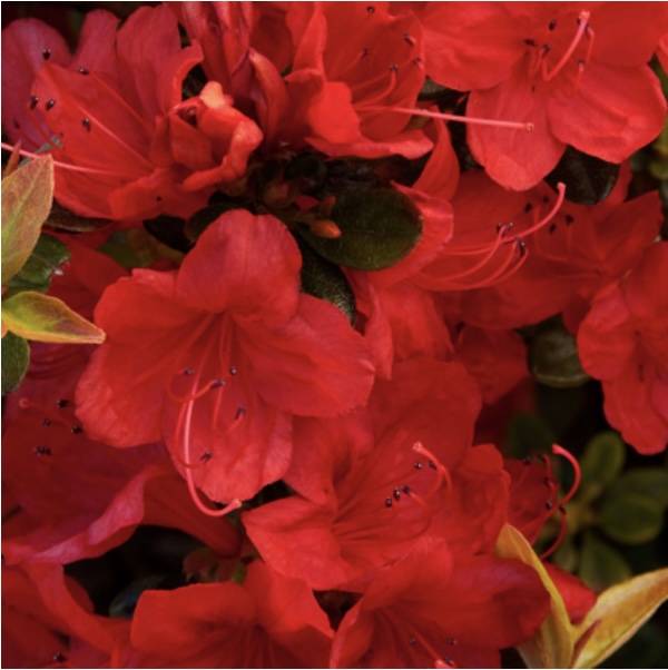 'Girard's Hot Shot' Azalea  5G