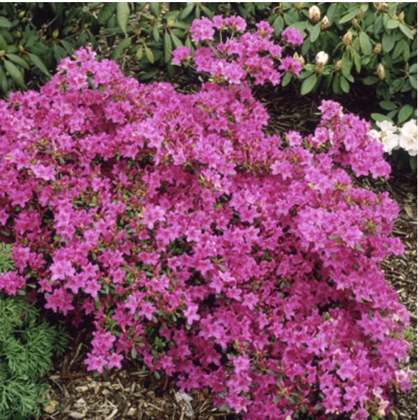 'Girard's Karen' Azalea 3-5G