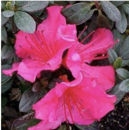 'Girard's National Beauty' Azalea 3-5G