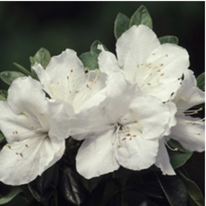 'Girard's Pleasant White' Azalea 1G