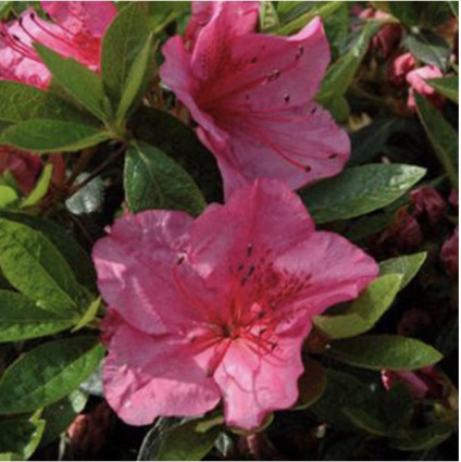 'Girard's Renee Michelle' Azalea 1G