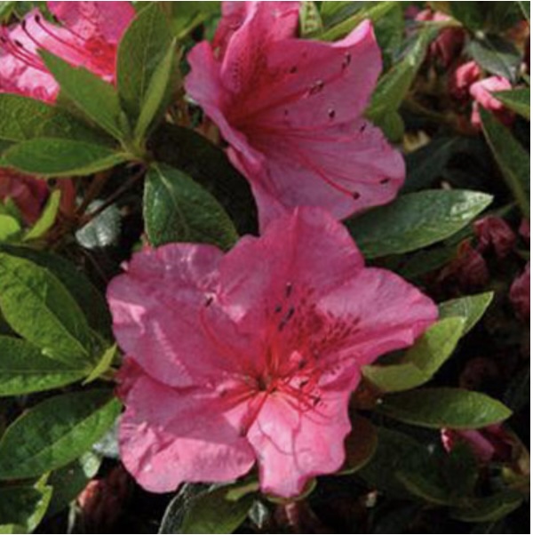 'Girard's Renee Michelle' Azalea 5G